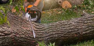 Best Commercial Tree Services  in Tiffin, OH