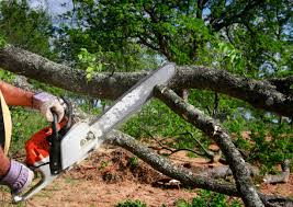 Best Tree Cabling and Bracing  in Tiffin, OH