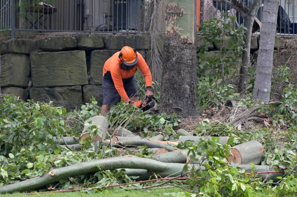 Best Arborist Consultation Services  in Tiffin, OH