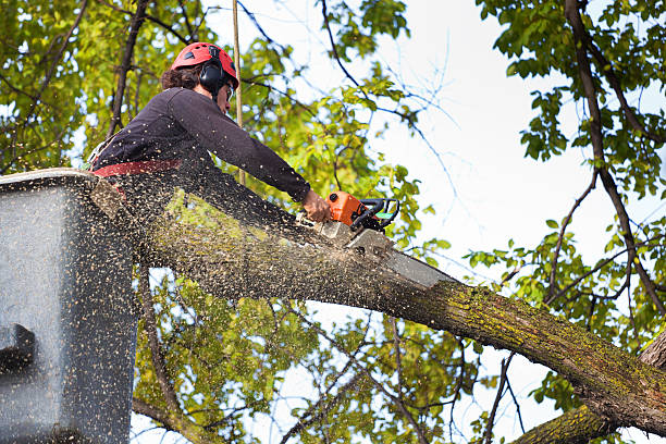 Best Storm Damage Tree Cleanup  in Tiffin, OH